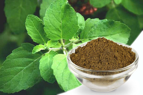 An Informative Guide about Cooking with Tulsi or Tulsi Leaf Powder