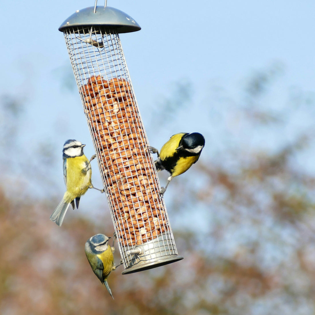 Peanuts for Wild Birds: A Nutty Delight