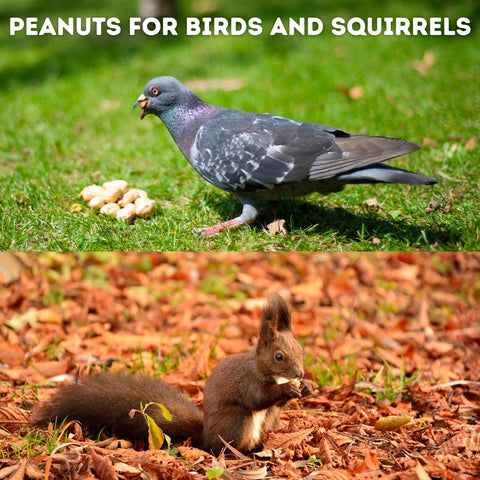 peanuts for birds and squirrels